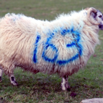 Prendre les moutons pour des numéros diminuerait leur production de laine