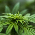Cannabis: les facteurs deviendront de plus gros dealers que les Hells